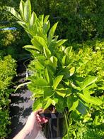 Prunus Caucasica 50-60 cm, Ophalen, Lente, Overige soorten, Halfschaduw