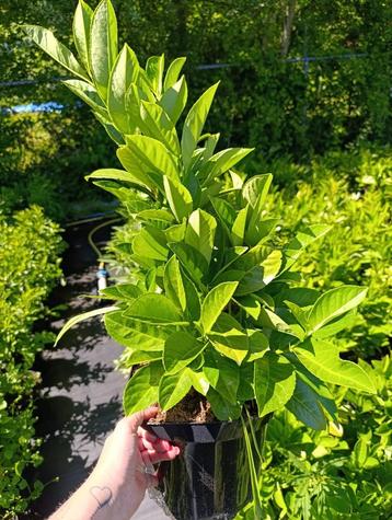 Prunus Caucasica 50-60 cm beschikbaar voor biedingen