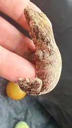 Leachianus MT Koghis Friedel, Dieren en Toebehoren, Hagedis, 0 tot 2 jaar