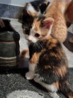 2 lieve kittens te koop, Dieren en Toebehoren, Katten en Kittens | Overige Katten, Meerdere dieren, Kortharig, 0 tot 2 jaar
