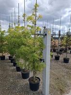 Sambucus nigra – Bijzondere soorten vlier te koop, Overige soorten, Lente, 100 tot 250 cm, Ophalen