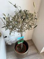 Olijfboom plant, Ophalen, Overige soorten, Minder dan 100 cm