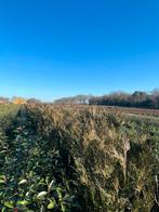 Thuja Atrovirens Coniferen – Diverse Hoogtes, Ophalen, Conifeer, 100 tot 250 cm