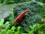 Vuurgarnalen neocaridina garnalen met gratis grasjes, Kreeft, Krab of Garnaal