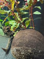 Pleco (ancistrus) 2-3cm 10 stuks, Dieren en Toebehoren, Vissen | Aquariumvissen, Vis