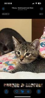 Lieve, sociale, drukke kittens te koop, Dieren en Toebehoren, Katten en Kittens | Overige Katten, Kater, Kortharig, 0 tot 2 jaar