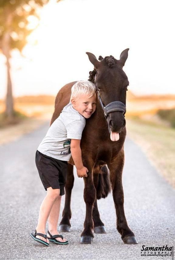 Leuke en vrolijke shetlander, Dieren en Toebehoren, Pony's, Ruin, Zadelmak, A pony (tot 1.17m), Recreatiepony, 3 tot 6 jaar, Met stamboom
