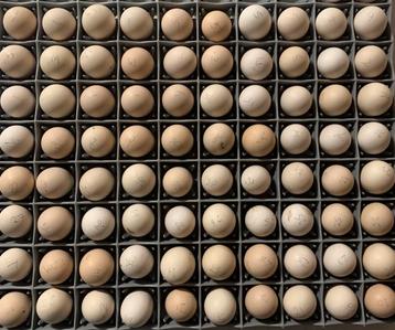 Broedeieren-Barnevelder dubbel gezoomd grijs (kriel & groot) beschikbaar voor biedingen