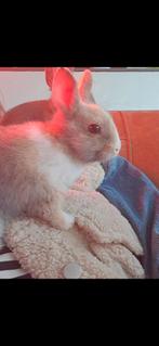 dwerg konijntjes ophalen per 2. Ram (man) voedster ( vrouw), Dieren en Toebehoren, Konijnen, Meerdere dieren, Dwerg