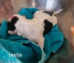 Boomer pups, Overige rassen, 8 tot 15 weken, Meerdere, Meerdere dieren