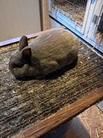 Konijnen, Dieren en Toebehoren, Konijnen, Mannelijk, Klein, 0 tot 2 jaar