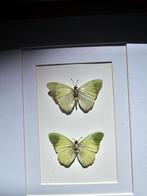 Hele mooie lijst met groene vlinders, Mieren