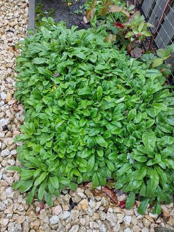 Gratis kleine en grote stekken van vaste planten beschikbaar voor biedingen