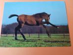 paard kaart poppverlag Engelse volbloed veulen, Ophalen, 1980 tot heden, Ongelopen, Paard