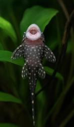 Borstolneus algeneter, Dieren en Toebehoren, Vissen | Aquariumvissen, Vis, Zoetwatervis, Schoolvis