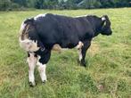 Dikbil stier verkocht, Dieren en Toebehoren, Runderen, Mannelijk, 0 tot 2 jaar