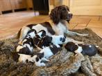 Engelse Springer Spaniël pups, Dieren en Toebehoren, Honden | Retrievers, Spaniëls en Waterhonden, 8 tot 15 weken, Meerdere, Meerdere dieren