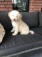 Mooie blonde labradoodle pup reutje, Dieren en Toebehoren, CDV (hondenziekte), 8 tot 15 weken, Eén hond, Nederland