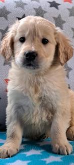 Prachtige speelse  Golden Retriever x Labrador pups, Dieren en Toebehoren, Honden | Retrievers, Spaniëls en Waterhonden, Nederland