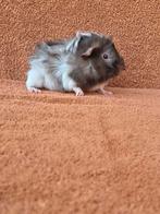 Vrolijk borstel beertje choco schimmel kruinen punk actief, Dieren en Toebehoren, Cavia, Mannelijk, Tam, Oktober