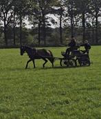 Aangespannen pony. New forest.4 jr. 1.52m., Dieren en Toebehoren, Ruin, 3 tot 6 jaar