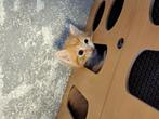 Kittens, Dieren en Toebehoren, Meerdere dieren, Kortharig, 0 tot 2 jaar