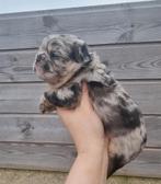 Fluffy Franse bulldog pups, Dieren en Toebehoren, Particulier, Rabiës (hondsdolheid), Bulldog, Buitenland