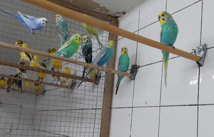 4 koppeltjes grasparkieten, Dieren en Toebehoren, Vogels | Parkieten en Papegaaien, Parkiet, Meerdere dieren