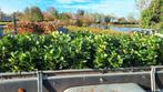 haagplanten tekoop exclusief  aanhanger, Ophalen, Overige soorten, Volle zon