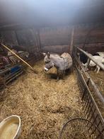 Te koop leuke groepje mini ezels, Dieren en Toebehoren, Meerdere dieren, Schaap
