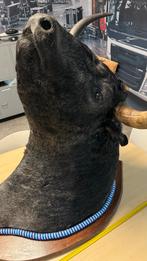 Grote Opgezette Stierenkop in Zeer Goede Staat, was ca 4000, Ophalen of Verzenden