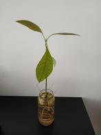 Leuk avocadoplantje, Ophalen, Overige soorten, Minder dan 100 cm