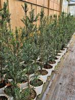 Taxus baccata te koop!, Ophalen, Taxus, Haag, Minder dan 100 cm
