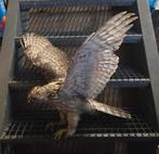 Opgezette havik taxidermie, Ophalen, Gebruikt, Vogel, Opgezet dier