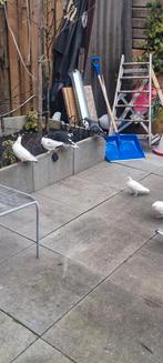 Mooi duiven, Dieren en Toebehoren, Meerdere dieren, Overige soorten