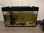 Gratis aquarium met vissen, Ophalen, Gebruikt, Gevuld zoetwateraquarium
