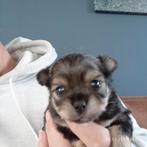 Hele mooie reutjes pomchi x kruising chihuahua, Dieren en Toebehoren, Honden | Chihuahua's en Gezelschapshonden, Reu, 8 tot 15 weken