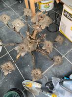 Prachtige antieke koperen kroonluchter 12 armen, Ophalen of Verzenden, Zo goed als nieuw