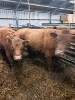 Red en black angus vaarzen, Dieren en Toebehoren, Runderen, Meerdere dieren