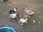 3 woerden, loopeenden, runner ducks, Dieren en Toebehoren, Pluimvee, Meerdere dieren, Eend