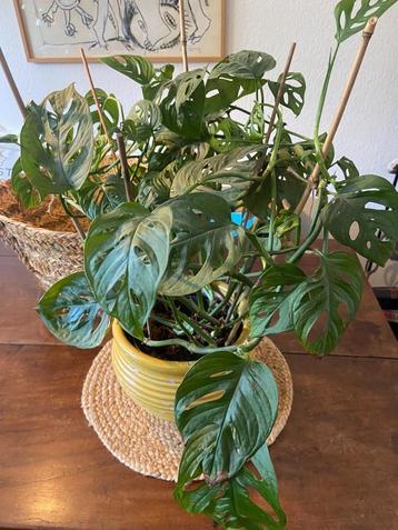 Grote Monkey Mask Monstera in grote oker keramiek pot beschikbaar voor biedingen