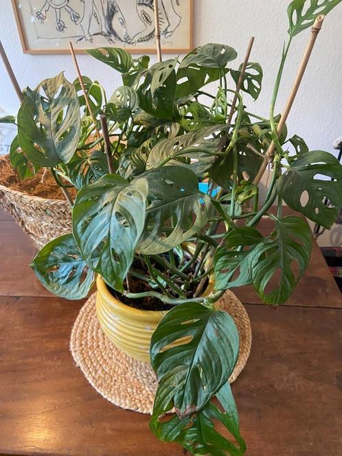 Grote Monkey Mask Monstera in grote oker keramiek pot, Huis en Inrichting, Kamerplanten, Overige soorten, Minder dan 100 cm, Groene kamerplant
