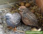 Gezocht Chineze dwergkwartel. Hennen, Dieren en Toebehoren, Vrouwelijk, Tropenvogel