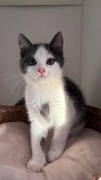 Lieve half perzische kitten, Dieren en Toebehoren, Katten en Kittens | Overige Katten, Kater, 0 tot 2 jaar