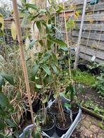 Groenblijvende clematis 125 /150 grote pot stevige plant, Ophalen, Vaste plant, Halfschaduw, Klimplanten