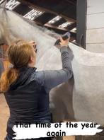 Scheren paard/pony, Verzorging of Verzorgpony's