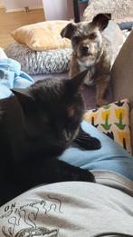 Gratis / goed huisje gezocht voor gecastreerde kater, Dieren en Toebehoren, Katten en Kittens | Overige Katten, Kater, Kortharig