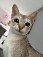 2 Singapura raskatten - (Katertjes, 6 mnd, met stamboom), Dieren en Toebehoren, Katten en Kittens | Raskatten | Korthaar, Kater