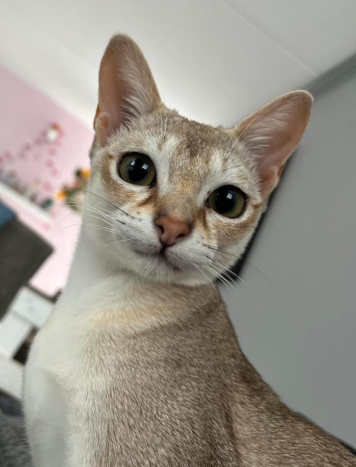 Zeldzame Singapura raskatten (Gecastreerd, stamboom, 6mnd), Dieren en Toebehoren, Katten en Kittens | Raskatten | Korthaar, Kater