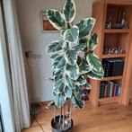 Binnenplant Bonte Vicus, Huis en Inrichting, Kamerplanten, Ophalen, Ficus, 100 tot 150 cm, Halfschaduw